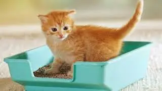 Cat Care: Basic cat caring tips you must follow |Food That Cat Should Have |Cat Needs...