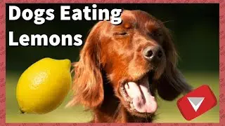 Dogs vs Lemon | Funny Dog Reaction to lemon |Pets Nation