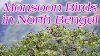 Monsoon Birds in North Benagal