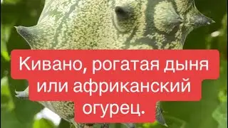 Кивано, рогатая дыня или африканский огурец.