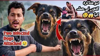 Two Infected Dogs Attacked &mdash; My Family Climbed the Hut to Survive! 😢 | Rubab Vlogs 