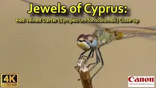 Red-veined Jewel: Darter Dragonfly Close-up in Cyprus
