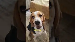 cute & funny beagle sounds  deciphered 😂 #shorts
