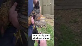 How to clip your chickens wings. #chickens #chicken #layerpoultry #eggfarming #poultryfarming #short