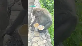 Monkey Steals Coffee And Gets Burnt