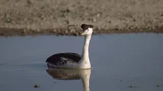 Western Grebe Bird Sound Video: Nature Sounds