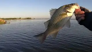 Somerville Topwater Action!