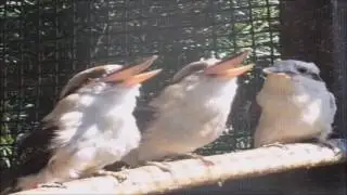 Laughing Birds