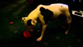 Zeus Bomber Ball dog toy is a waste of money: review