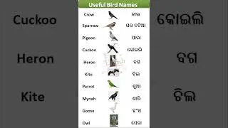 Bird Names in English and Odia | Spoken English in Odia| #viral #shorts #birds #bird #animals