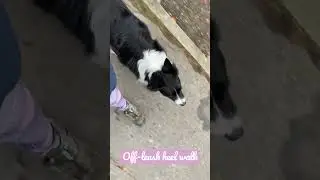 This is HOW my DOG WALKS ON LEASH