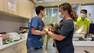 Adopt Mary&rsquo;s Doggies - Nova at vet checkup