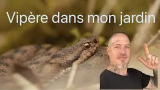 Serpent venimeux dans mon jardin, un dimanche matin comme un autre