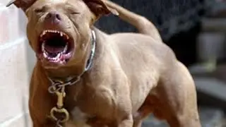 PIT BULL FEROZ
