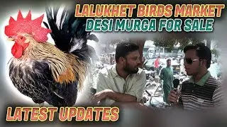 Lalukhet Birds Market Rooster Hen chick Desi Murga  Jamshed Asmi Informative Channel