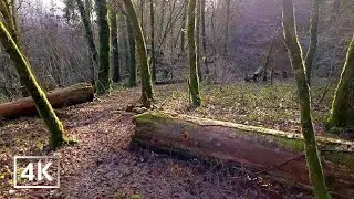 Walking in Deep Silence | Winter Woods, Sunny Day & Crunchy Snow