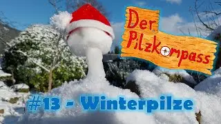 #13 Winterpilze und wo sie zu finden sind 🍄❄️ (#podcast #nature #fungi #ice #frost #snow)