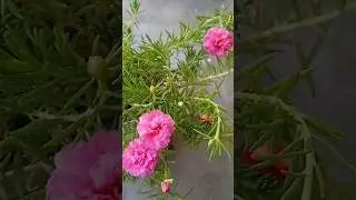 🔥🤗#portulaca different colour in a small waste bottle #flowervase #plant #shorts #shortsfeed #garden