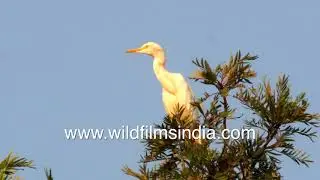Grey Hornbill, Great Egret, Pariah Kite - Common birds in human habitats