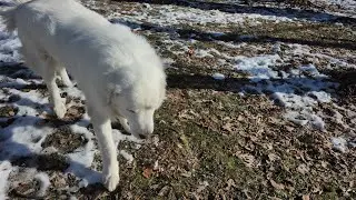 The ground was slippery and snowy, making it difficult to walk. Playing with the dog.