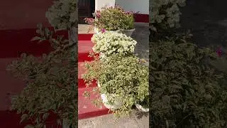 It's Looks Like Eatible Things || YT Shortvideo || Menty Vlogs 🌸