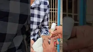 Pre-Race Pigeon Care: Eye & Nose Drops 🕊️ #pigeon #kabootar #pigeonracing #kalapati  @sami_loft