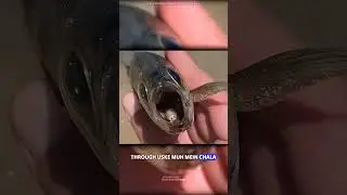 Cymothoa exigua parasite #science #sciencefacts