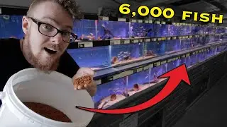 Feeding 6,000 Fish in Store | During COVID-19 LOCKDOWN!