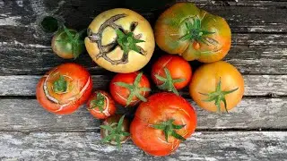 Why Are My Tomatoes Splitting
