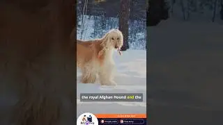 Afador Dog Breed | Rare Afghan Hound &times; Labrador Mix | Temperament, Features & Care Guide | Pets Army