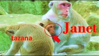 Stop Get Milk Janet monkey .. Tazana remind Janet it's on time My turn