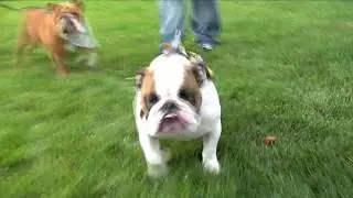 Nemacolin Wooflands Dog Spa (featuring Troy Polamalu)