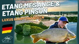 LUXUS Karpfenangeln in Frankreich - Goncourt Lakes Etang Mésange und Etang Pinson - mit Vincent🎣🇫🇷