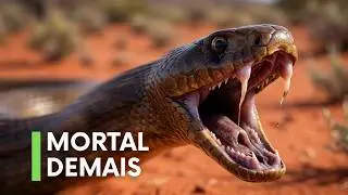 POR QUE A AUSTR&Aacute;LIA &Eacute; O PA&Iacute;S MAIS PERIGOS DO MUNDO?  ACREDITE, SE QUISER...