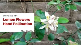 #lemon | Hand pollination | Secret to flowers