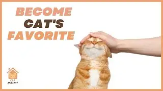 How Cats Choose Their Favorite Person? | Signs Your Cat Has Imprinted On You | Cat Millions