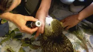 Critically endangered Kakapo being killed by fungal disease