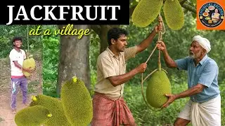 Village Life/Full Process Of Jackfruit/Gaun Me Kathal Ko Iss Tarah Toda