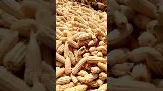 # seeds of gold #maizefarm (corn) the process starts from the garden #agricultura