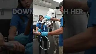 Equine Bronchoalveolar Lavage (BAL) Procedure | Diagnosing Lung Inflammation in Horses