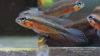 Apistogramma Elizabethae 