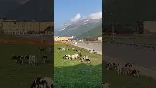 Peaceful Cowbells & Alpine Nature Sounds | Ponte di Legno Relaxation #shorts #cowbell #naturesounds