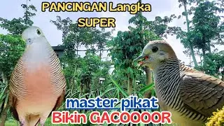 Suara Perkutut Liar, Kung Jernih, mampu pancing kutut lainnya