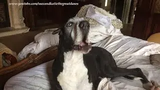 Talkative Great Dane Is So Happy Her Friends Are Coming To Visit