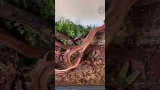 Биоактивная сборка бородатой агамы #everevolvingexotics #reptileshop #tucson #beardie #bioactiveb...