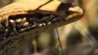 Land of the Rainbow Gold | Central Australia documentary | VHS rip | 1987