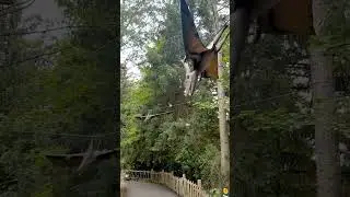 The Flying Dinosaur 🦕😁👀 Wow 1-subscribe please 🙏&hearts;️ #shorts #cute