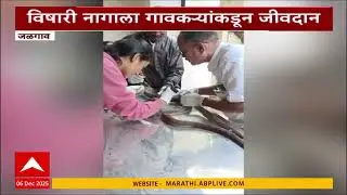Jalgaon Snake Life Save : विशारी नागाला गावकऱ्यांकडून जीवदान, माणूसकीचं दर्शन घडवणारी घटना