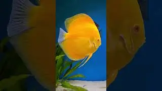Crystal clear and amazing colours, big discus fish tank