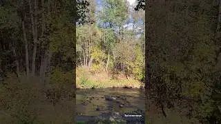 Бузулукский бор таким мы не видели